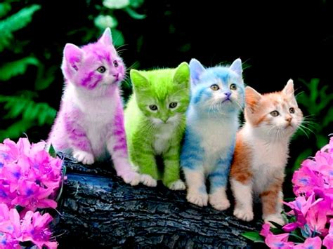 free images of kittens|kittens pictures for desktop background.